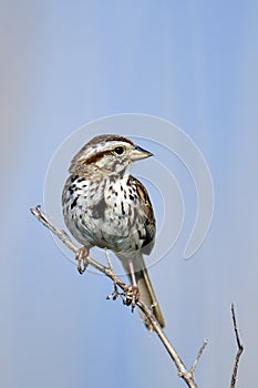 Song Sparrow