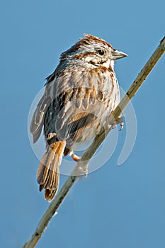 Song Sparrow