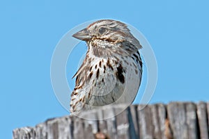 Song Sparrow