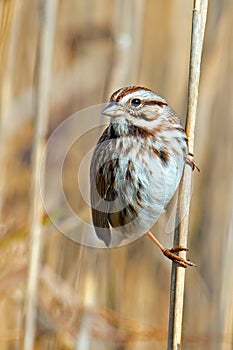 Song Sparrow