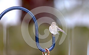 Song Sparrow