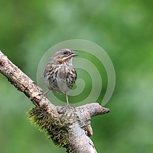 Song Sparrow