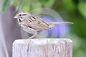 Song Sparrow