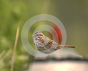 Song Sparrow