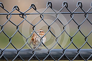 Song Sparrow behind a Fence