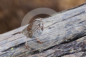 Song sparrow bird