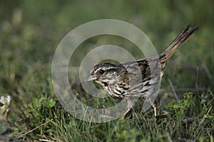 Song Sparrow bird along the edge of a green lawn
