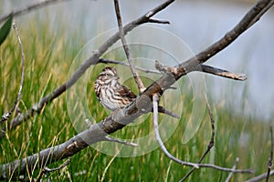 Song Sparrow bird on a branch
