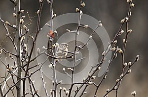 Song Sparrow bird on budding Bradford Pear tree, Georgia, USA