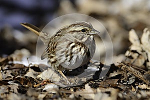 Song Sparrow bird on fallen leaves