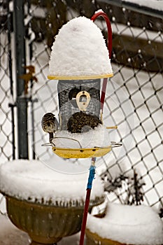Song Sparrow on Bird Feeder in Winter
