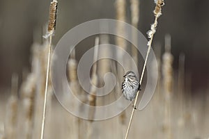 Song Sparrow bird perched in a marsh