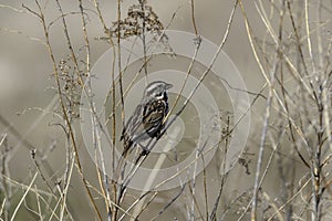 Song Sparrow bird perched in a meadow