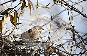 Song Sparrow bird perched near nest, Georgia USA