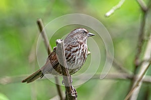 A song sparrow bird perched on a tree branch.