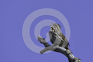 Song Sparrow bird perched on a twig singing