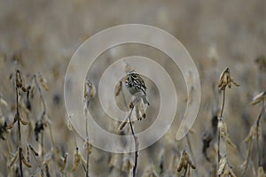 Song Sparrow bird on a soya bean crop