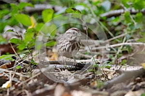 A Song Sparrow camoflaged against the fall leaves photo