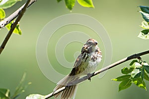 Song Sparrow Displaying its Tail