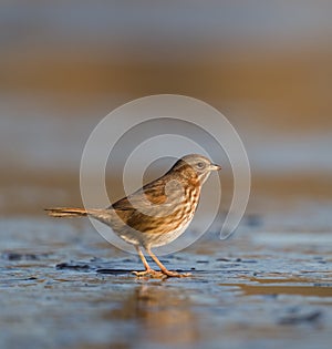 Song Sparrow feeding on an icy lake