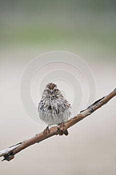 Song Sparrow Interesting Pose