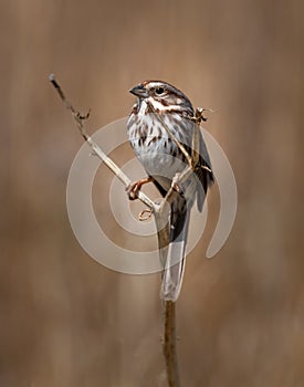 A song sparrow on its perch against a blurred brown meadow in early spring