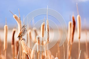 Song Sparrow in Marsh