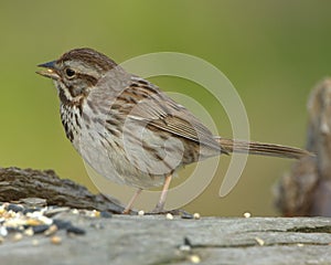 Song Sparrow (Melospiza melodi