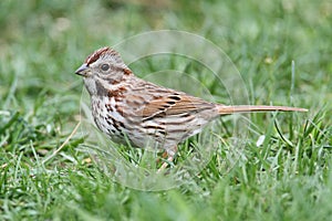 Song Sparrow (Melospiza melodia)