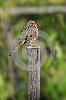 Song Sparrow - Melospiza melodia