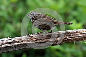 Song Sparrow (Melospiza melodia) photo