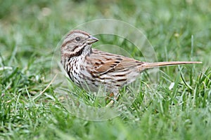 Song Sparrow (Melospiza melodia)