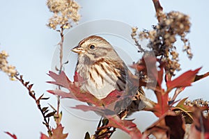 Song Sparrow (Melospiza melodia)