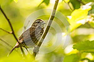Song Sparrow Melospiza melodia on a branch in trees photo
