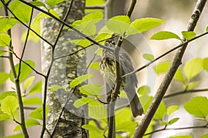Song Sparrow Melospiza melodia bird in trees during spring photo