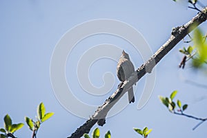 Song Sparrow ( Melospiza melodia ) bird singing photo