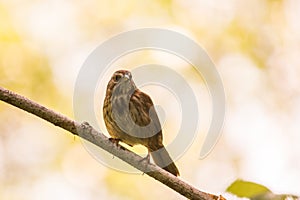 Song Sparrow Melospiza melodia on a branch in spring