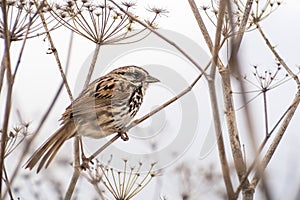 Song sparrow Melospiza melodia photo