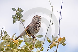 Song sparrow Melospiza melodia photo
