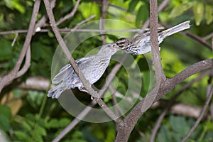 Song sparrow (Melospiza melodia) feeding.