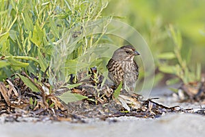 Song sparrow (Melospiza melodia) foraging in the sand