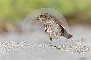 Song sparrow (Melospiza melodia) foraging in the sand