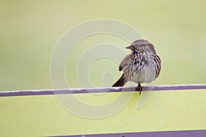 Song Sparrow (Melospiza melodia) in Golden Gate Park, San Francisco