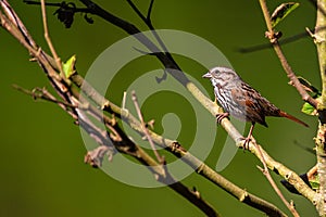 Song Sparrow (Melospiza melodia) in Golden Gate Park, San Francisco