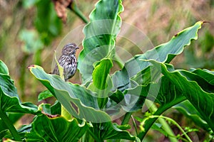 Song Sparrow (Melospiza melodia) in Golden Gate Park, San Francisco