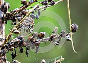 Song Sparrow (Melospiza melodia) in Golden Gate Park, San Francisco