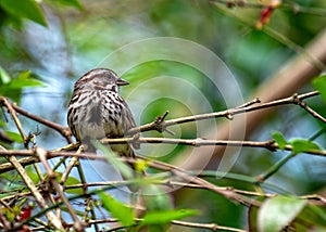 Song Sparrow (Melospiza melodia) in Golden Gate Park, San Francisco photo