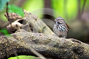 Song Sparrow (Melospiza melodia) in Golden Gate Park, San Francisco photo