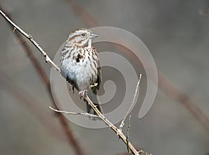 Song Sparrow Melospiza melodia perched in tree