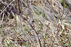 Song Sparrow (Melospiza melodia) perched in tree along hiking trail at Tiny Marsh